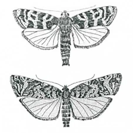 Rhyacionia buoliana